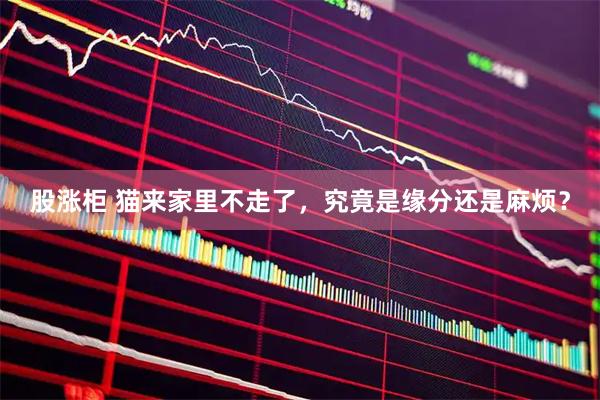 股涨柜 猫来家里不走了，究竟是缘分还是麻烦？